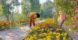 JAPAN ROAD FARMHOUSE 234