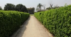 BEDIAN ROAD FARMHOUSE 27