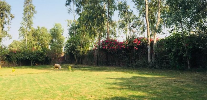 BEDIAN ROAD FARMHOUSE 08