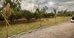 JAPAN ROAD  FARMHOUSE 141