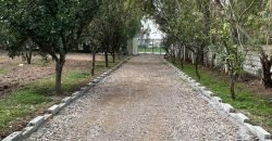 JAPAN ROAD  FARMHOUSE 141