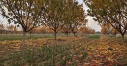 TALAGANG HWY FARMHOUSE  229