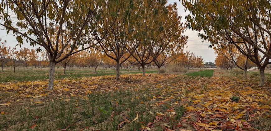 TALAGANG HWY FARMHOUSE  229