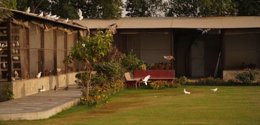 FEROZPUR ROAD FARMHOUSE 197