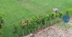 BHAINI ROAD FARMHOUSE 212