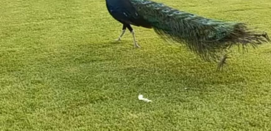 BARKI ROAD FARMHOUSE 191