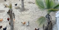 LAKHODHER FARMHOUSE 60