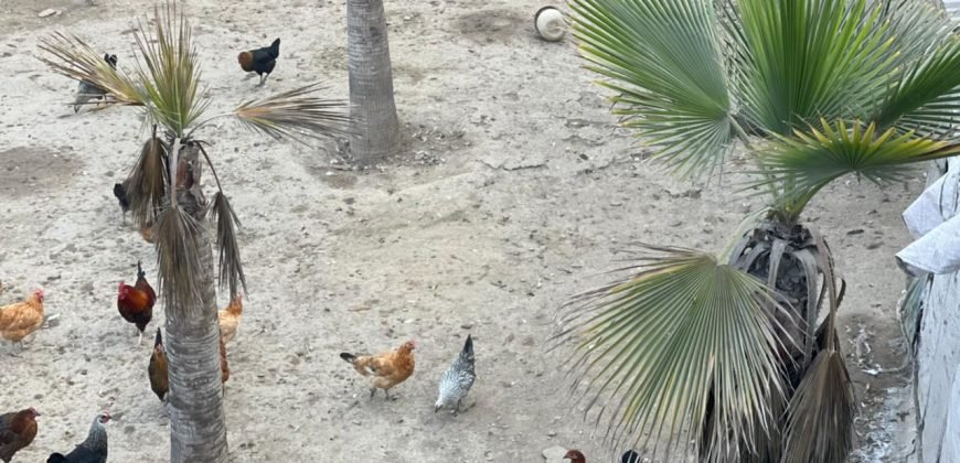 LAKHODHER FARMHOUSE 60