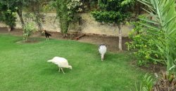 TECH SOCIETY FARM HOUSE 53