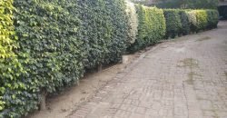 DHA PHASE 5 FARMHOUSE 309