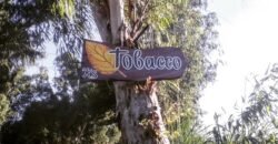 BEDIAN ROAD FARMHOUSE 300