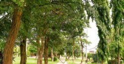 DHA FARMHOUSE 131